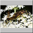 Tenthredo cf marginella~thomsoni - Blattwespe 02b Paarung.jpg